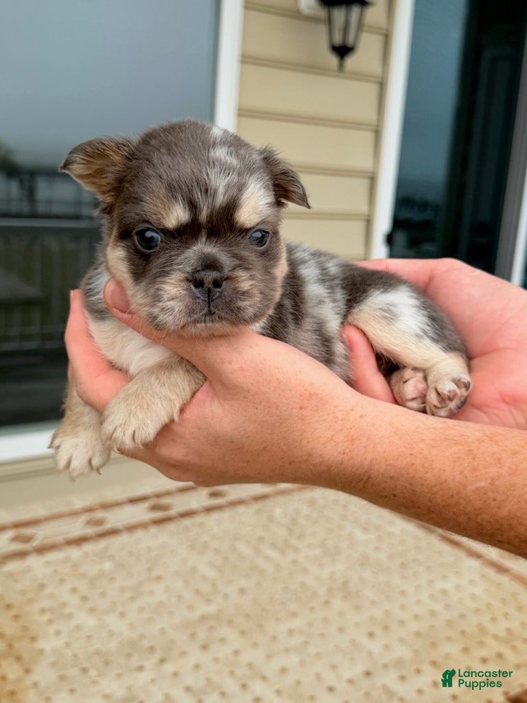 French Bulldog dogs for sale: Daisy - Ad 1