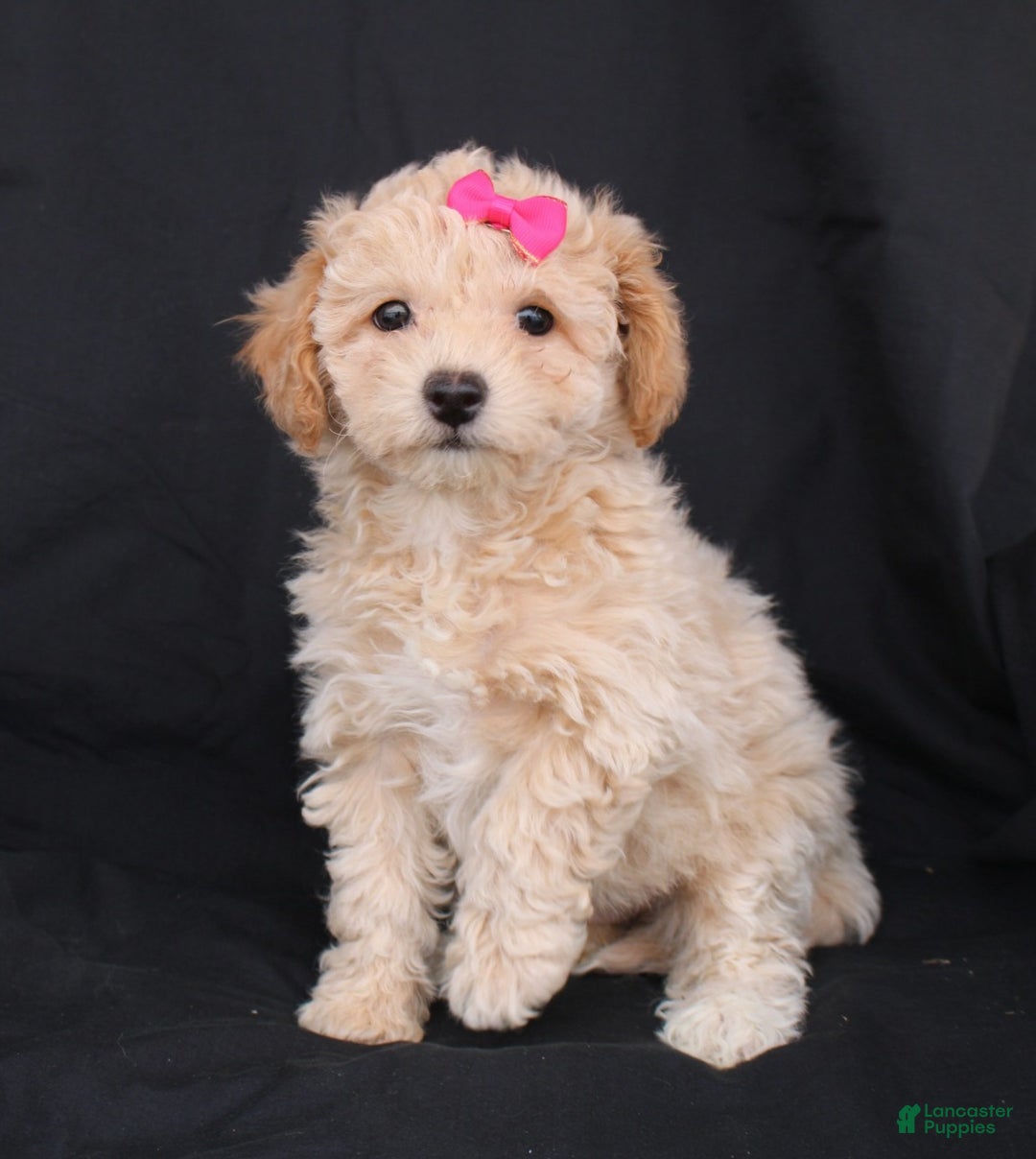Bichpoo dogs for sale: Penny - Ad 1