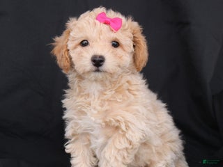 Bichpoo dogs Penny - Ad 10