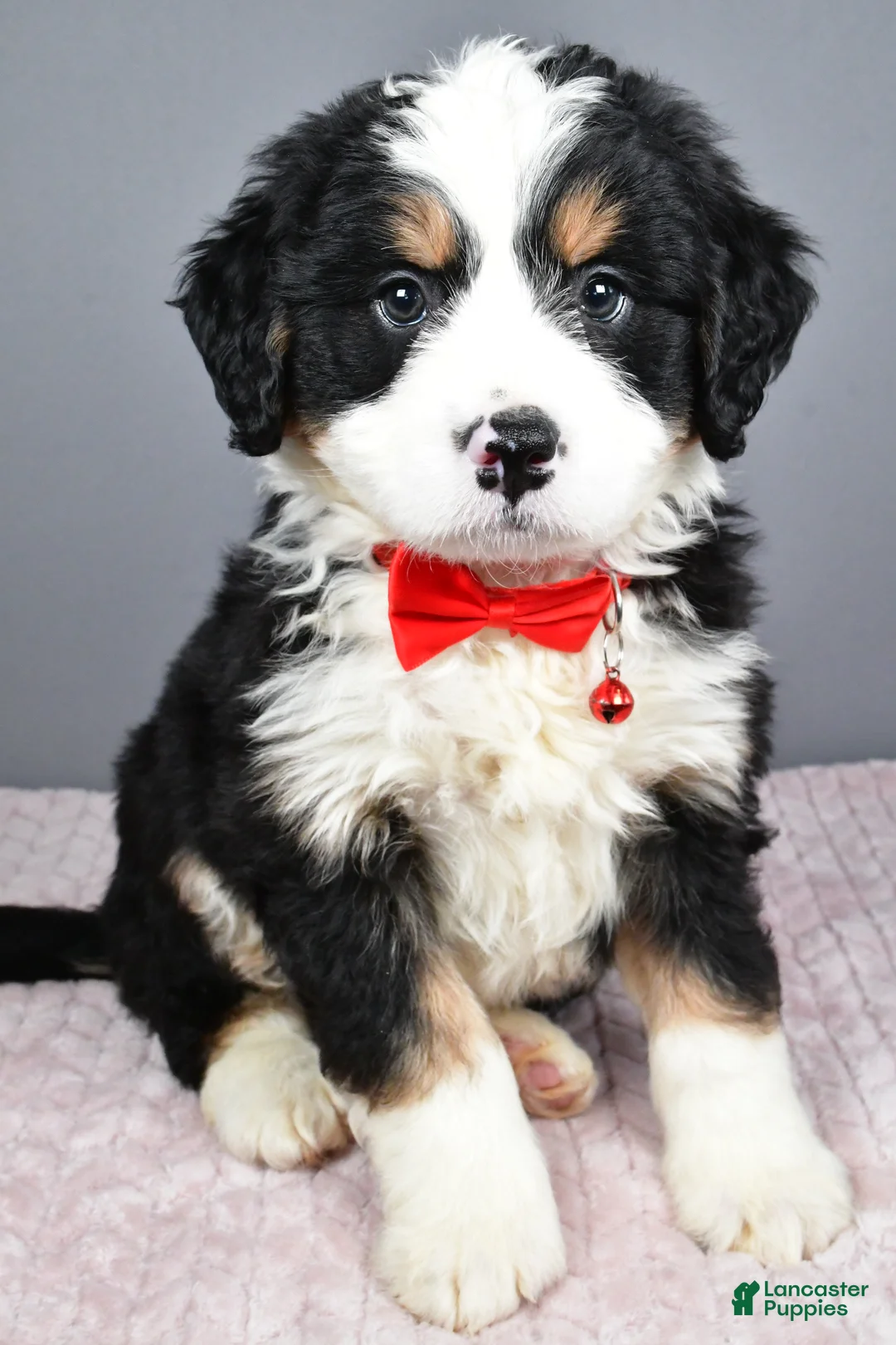Mini Bernedoodle dogs for sale: Bubba - Ad 7