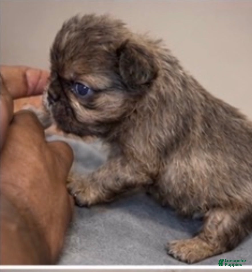 French Bulldog dogs Max - Ad 2