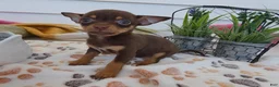 Chihuahua dogs for sale: Chihuahua Puppy 2 Carlos - Ad 4