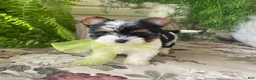 Biewer Terrier dogs for sale: Whisper - Ad 35