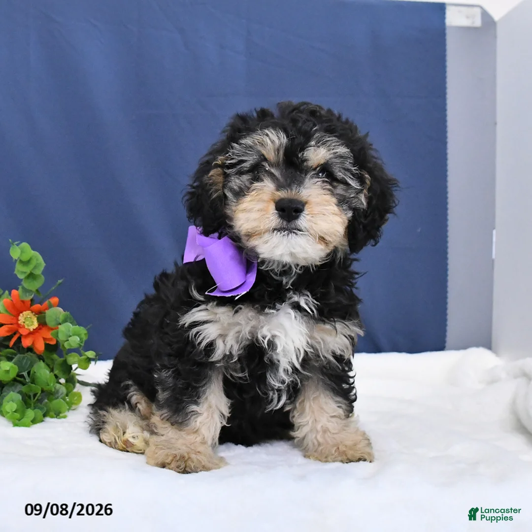 Cavapoo dogs for sale: Ozzy - Ad 1