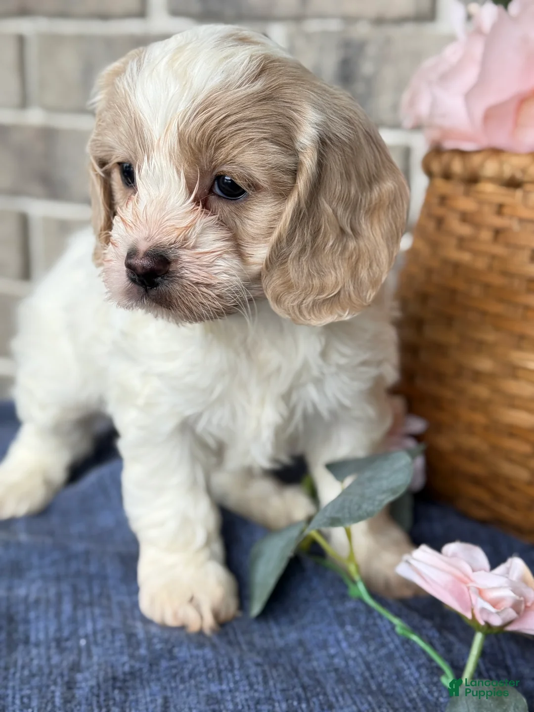 Cockapoo dogs for sale: Mable - Ad 5