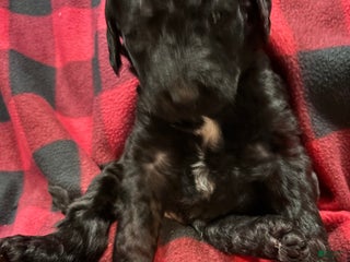 Labradoodle dogs Labradoodle Puppy 4 - Ad 9