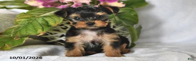 Tiny