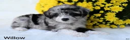 Mini Aussiedoodle dogs for sale: Willow - Ad 3