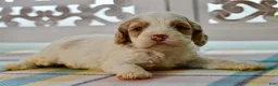 Cockapoo dogs for sale: Charles - Ad 7