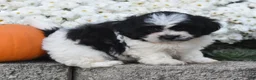 Teddy Bear dogs for sale: Ashley - Ad 7