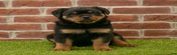 Rottweiler dogs for sale: Hailey - Ad 3