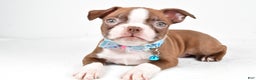 Boston Terrier dogs for sale: Wes - Ad 1
