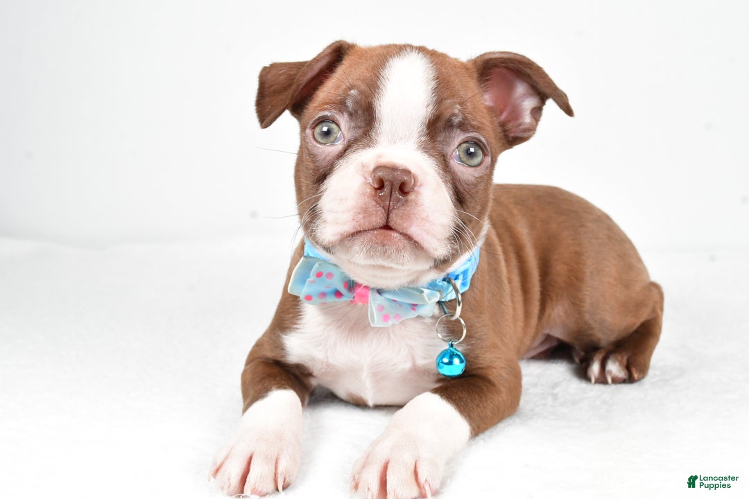 Boston Terrier dogs for sale: Wes - Ad 1