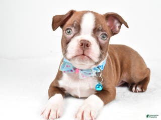 Boston Terrier dogs Wes - Ad 29