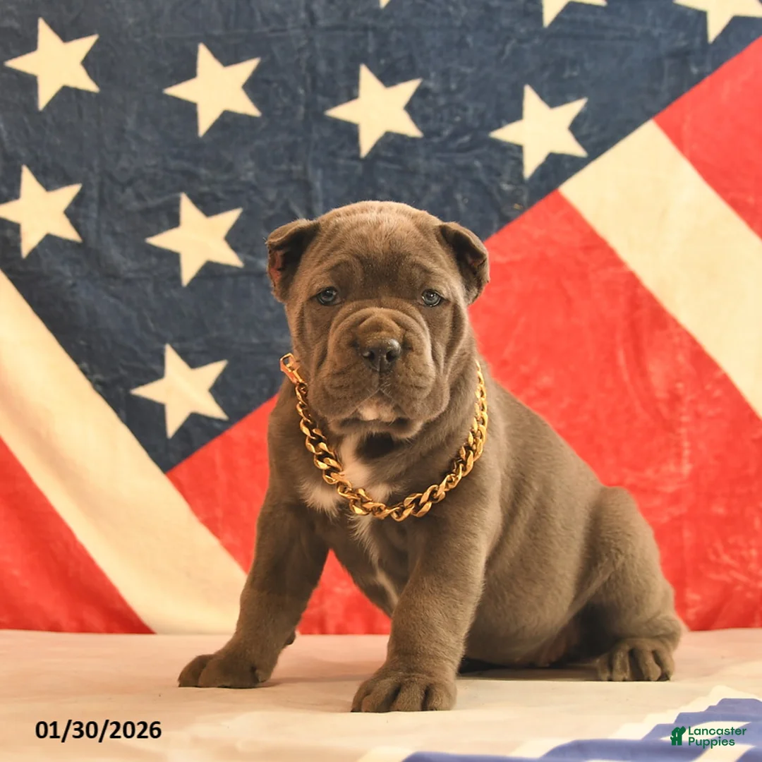 Cane Corso dogs for sale: Isabelle  - Ad 1