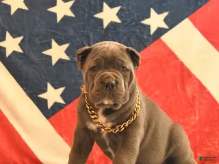 Cane Corso dogs Isabelle - Ad 7