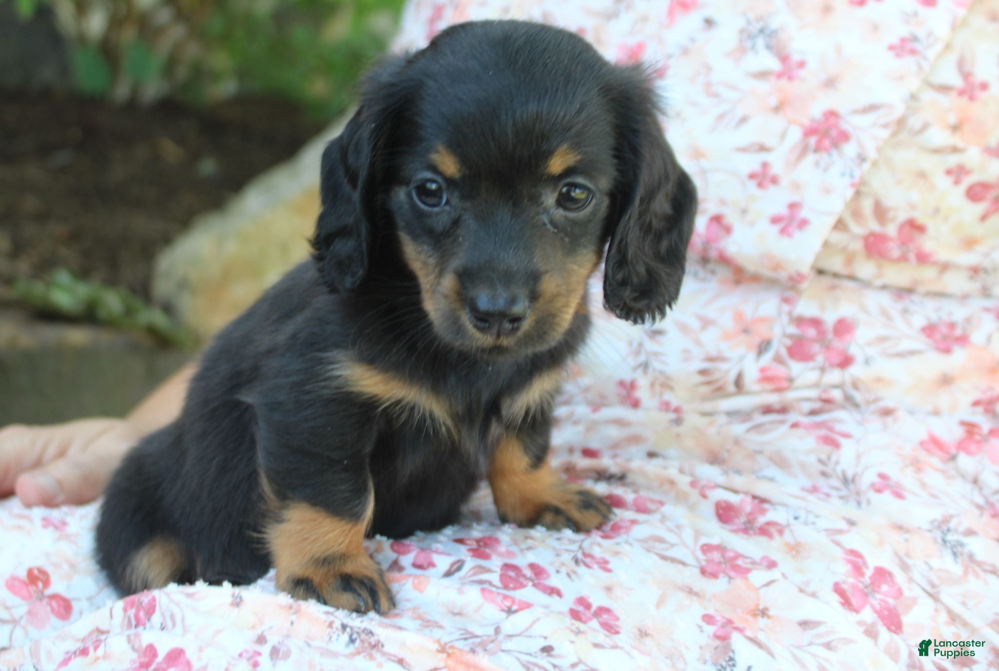 Dachshund dogs PIXIE - Ad 1