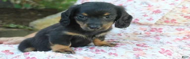 PIXIE