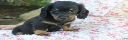 Dachshund dogs for sale: PIXIE - Ad 1
