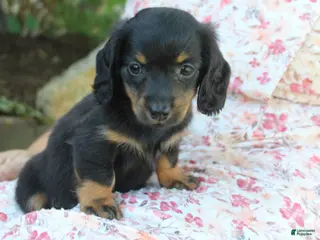 Dachshund dogs for sale: PIXIE - Ad 1