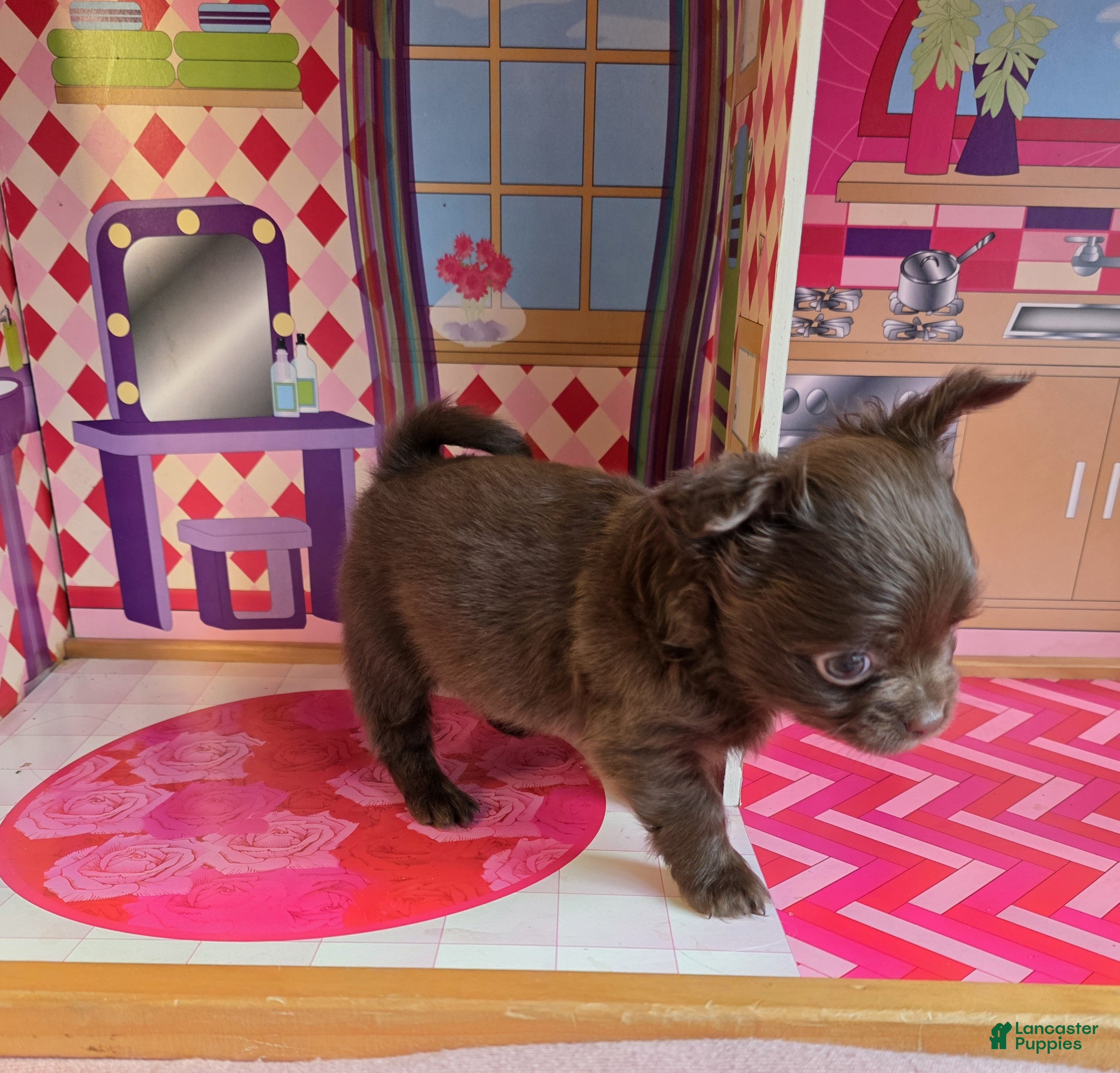 Mixed Breed dogs Drama King - Ad 1