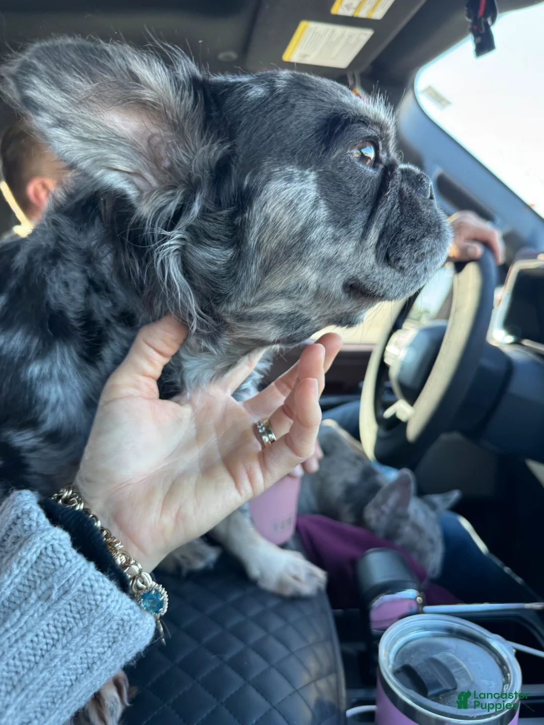 French Bulldog dogs for sale: Rocket - Ad 25