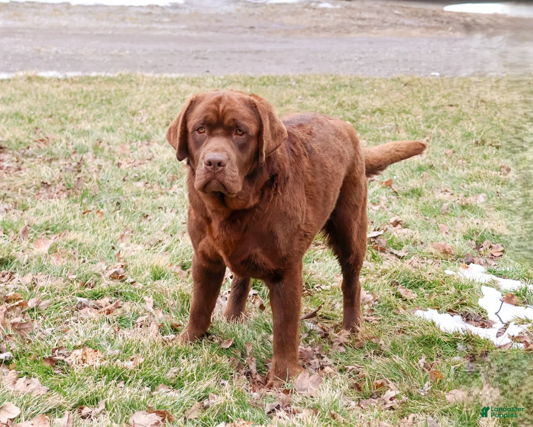 Labrador Retriever dogs for sale: Bruno - Ad 2
