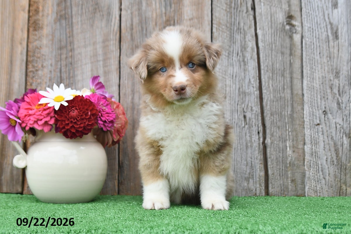 Miniature Australian Shepherd dogs Ripple - Ad 2