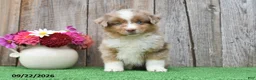 Miniature Australian Shepherd dogs for sale: Ripple - Ad 2