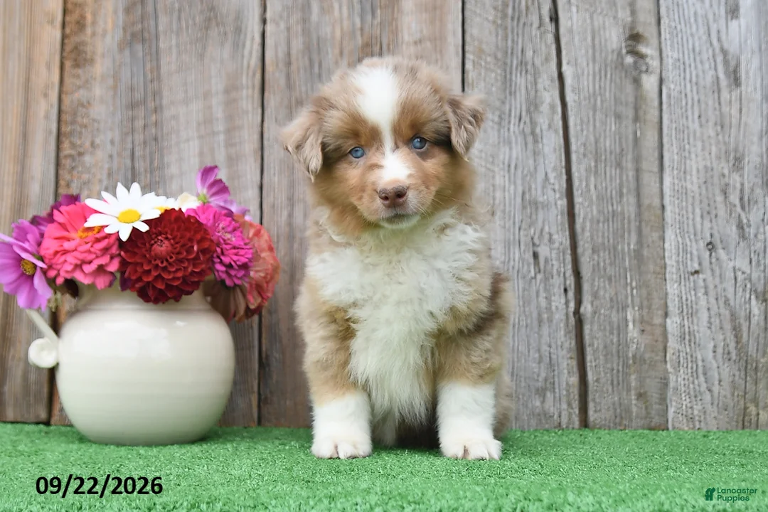 Miniature Australian Shepherd dogs for sale: Ripple - Ad 2