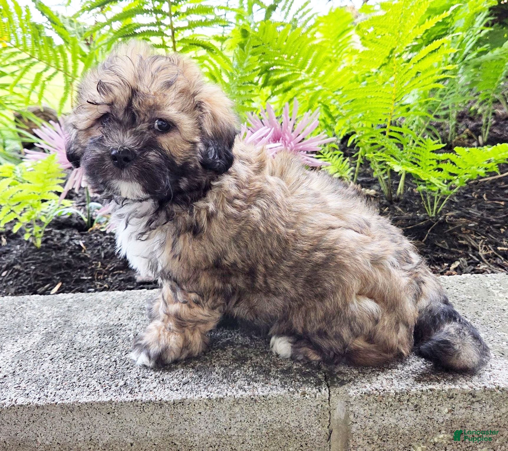 Teddy Bear dogs Tucker - Ad 2
