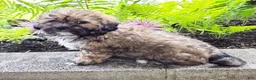 Teddy Bear dogs for sale: Tucker - Ad 2