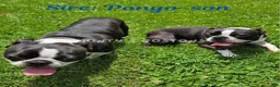 Boston Terrier dogs for sale: Mena - Ad 7