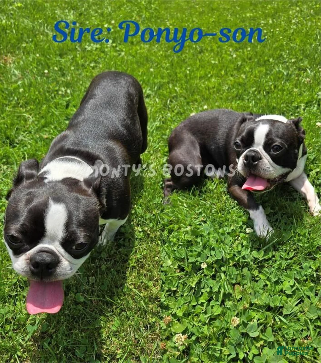 Boston Terrier dogs for sale: Mena - Ad 7