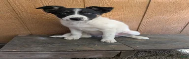 Border Collie 2