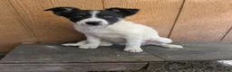 Border Collie dogs for sale: Border Collie 2 - Ad 1