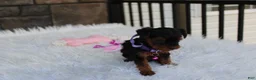 Yorkiepoo dogs for sale: Elsa  - Ad 13