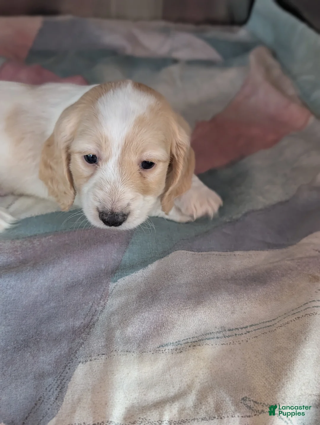 Miniature Dachshund dogs for sale: Miniature Dachshund Puppy 1 - Ad 4