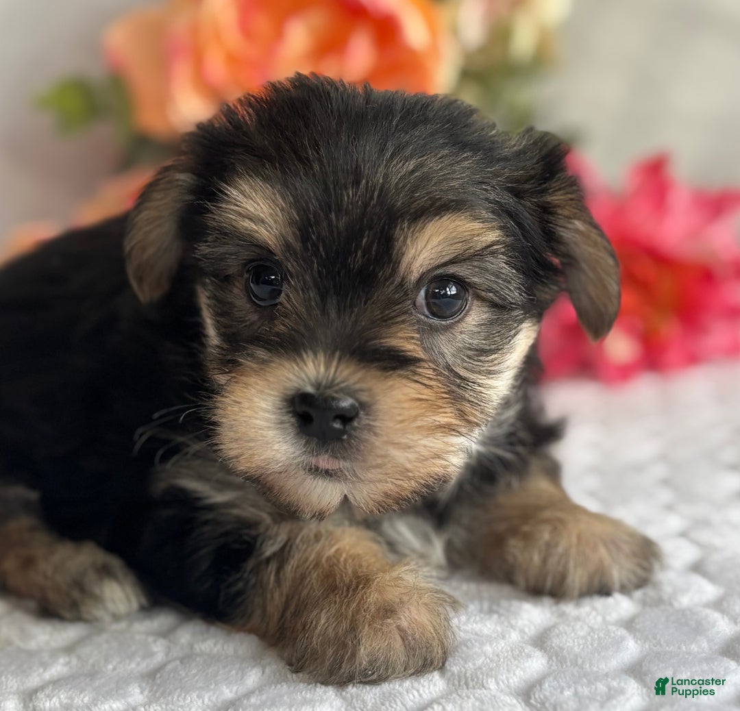 Morkie dogs for sale: Noel - Ad 5