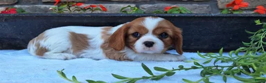 Cavalier King Charles Spaniel Puppy 2