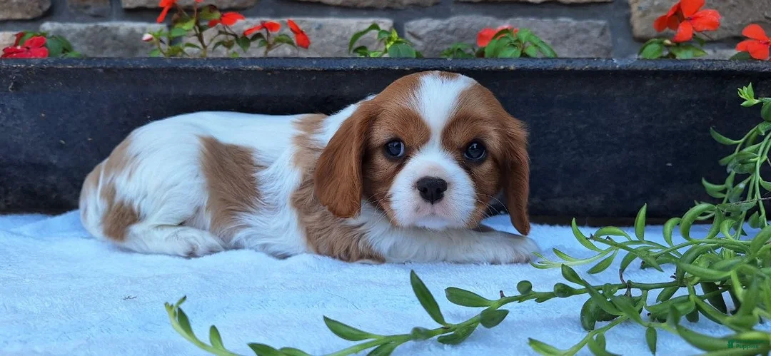 Cavalier King Charles Spaniel dogs for sale: Cavalier King Charles Spaniel Puppy 2 - Ad 1
