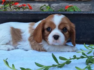 Cavalier King Charles Spaniel dogs Cavalier King Charles Spaniel Puppy 2 - Ad 41