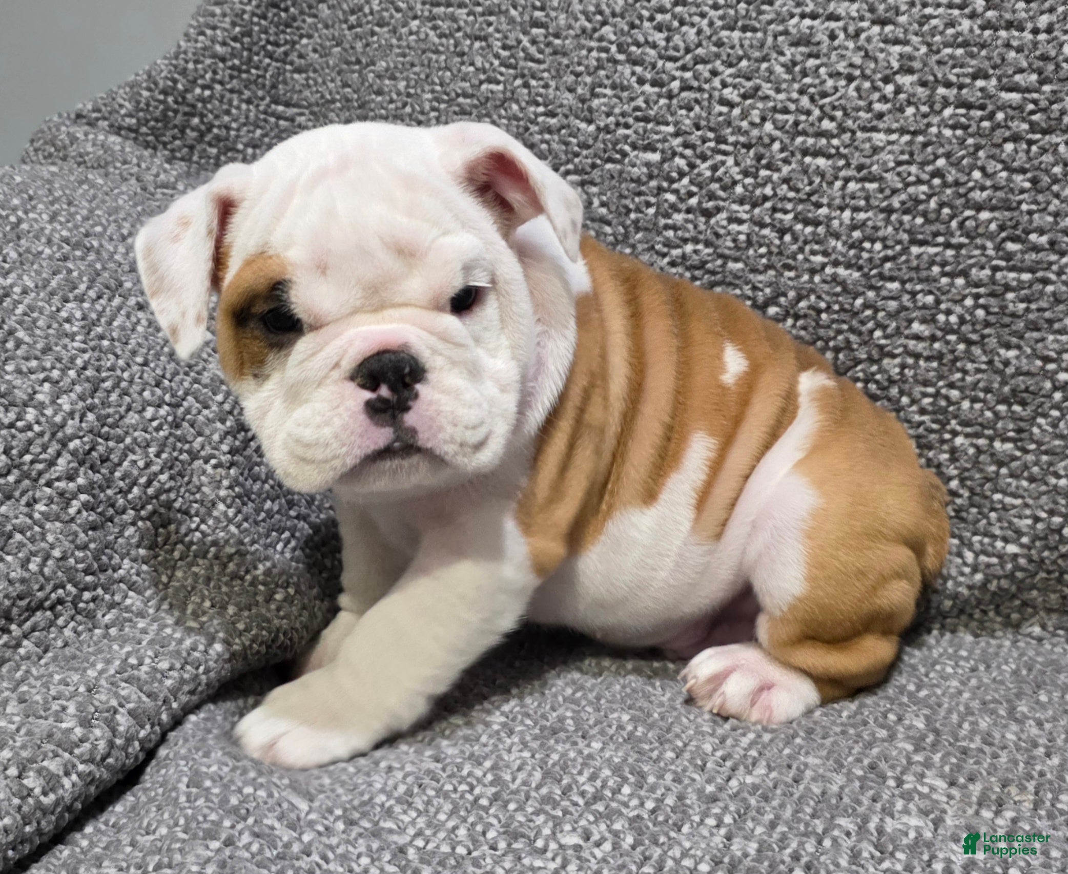 English Bulldog dogs Dante - Ad 1