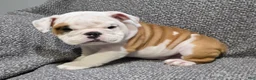 English Bulldog dogs for sale: Dante - Ad 1