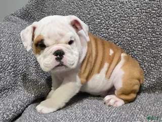 English Bulldog dogs for sale: Dante - Ad 1
