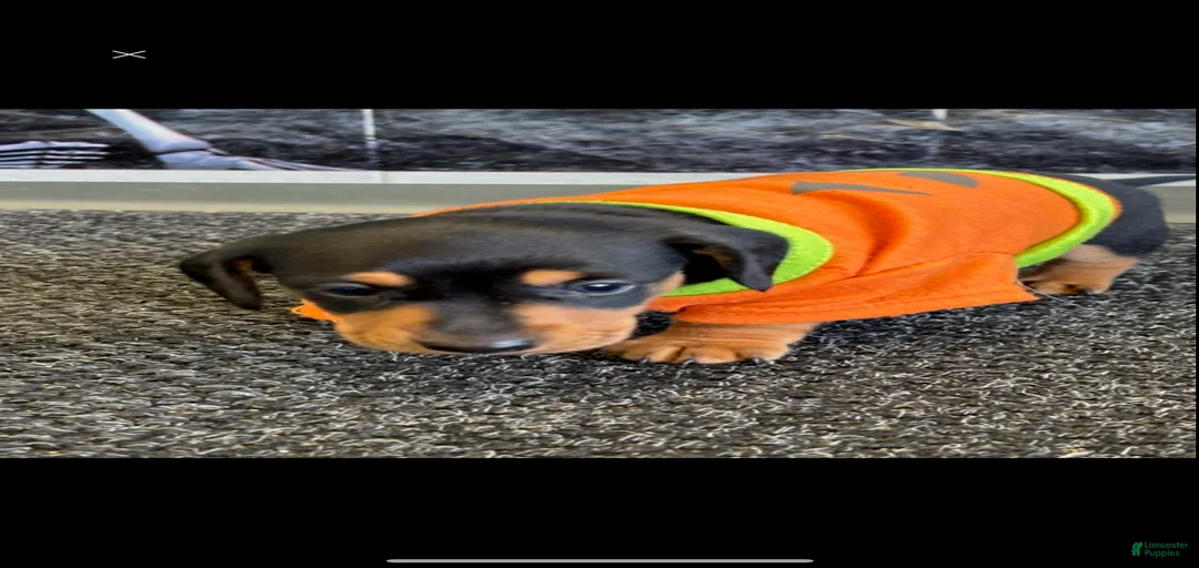 Gallery Image {{count}}