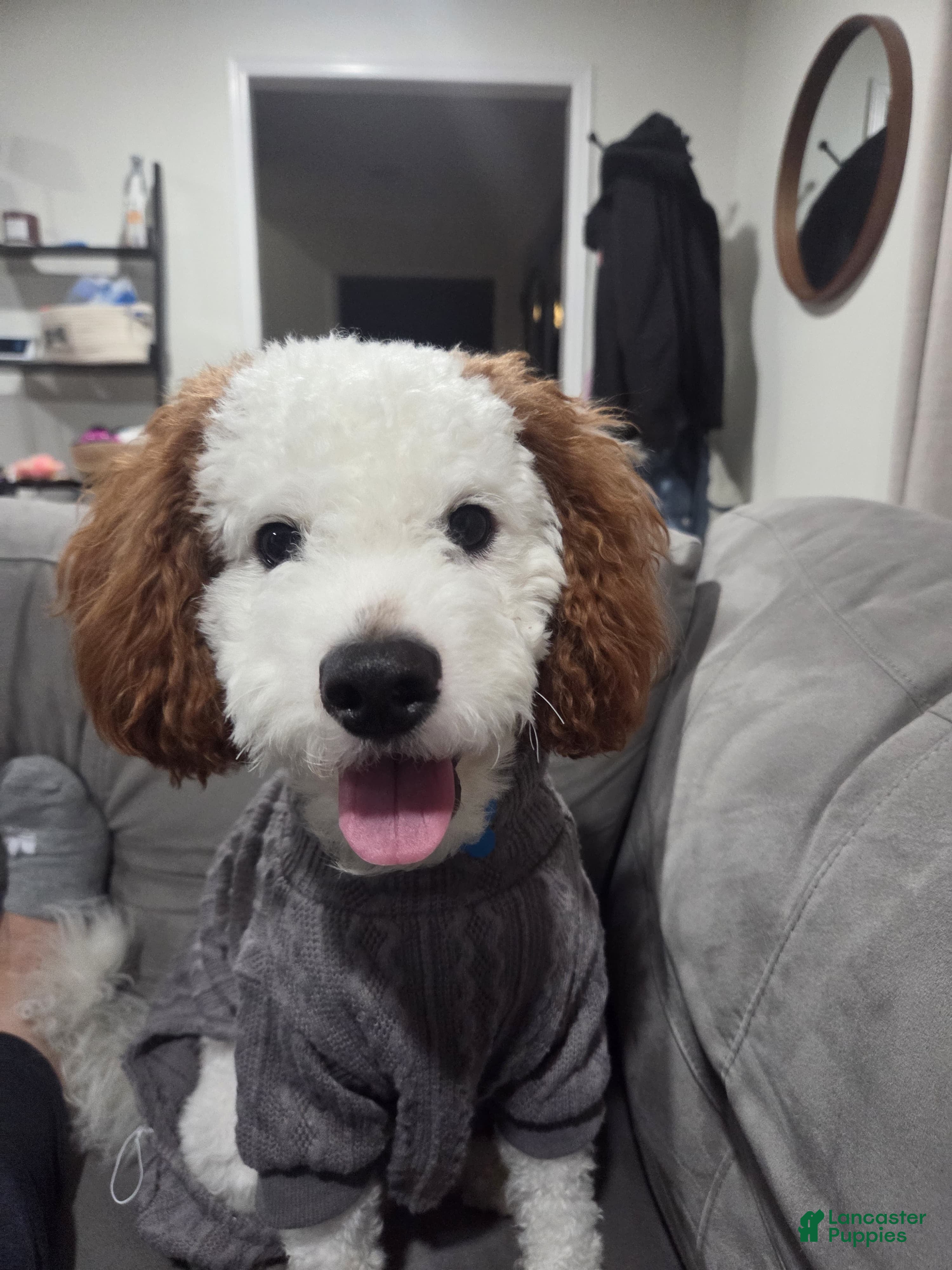 Cavapoo dogs Loki Kingsley - Ad 1