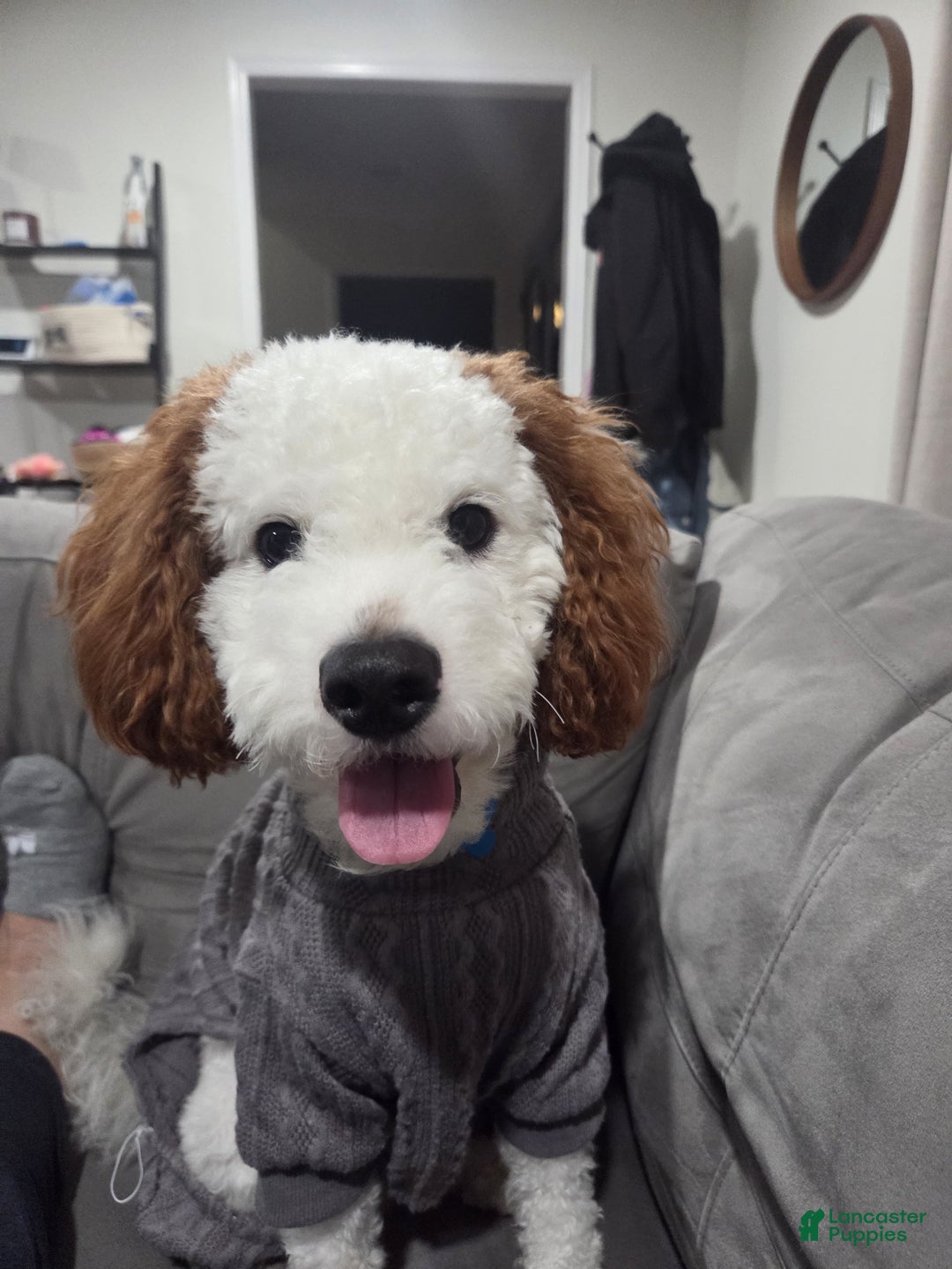 Cavapoo dogs for stud: Loki Kingsley - Ad 1