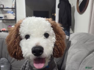 Cavapoo dogs Loki Kingsley - Ad 1