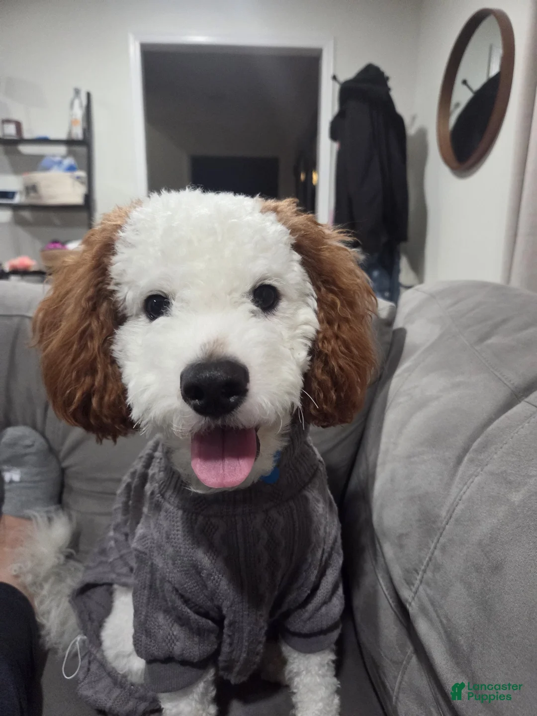 Cavapoo dogs for stud: Loki Kingsley - Ad 1